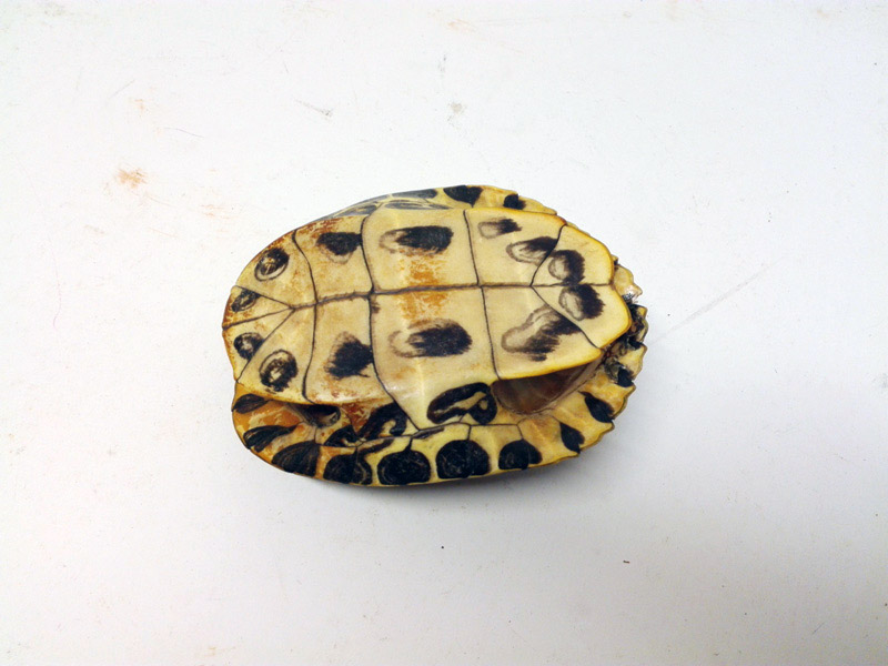 caparazon tortuga animal 5x13x10.5 1u